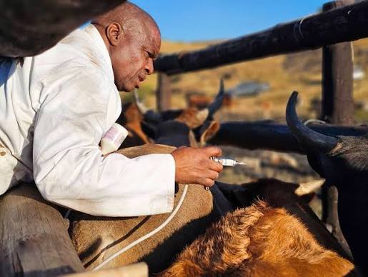 VACCINATION: THE FARMER’S FIRST LINE OF DEFENCE